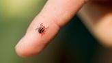 How to remove a tick from a dog: Checking your pet, signs of tick-borne illness and bites