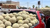 Incertidumbre para productores de melón en San Pedro por comercialización de la fruta