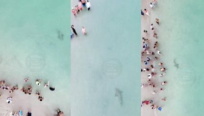 ¡De terror! Captaron enorme tiburón en la orilla de playa de Miami