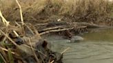 Campbell County to receive funding to address flooding issues caused by beavers