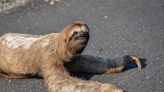 Sloth Adorably ‘Waves’ at Passing Traffic Before Being Rescued From Street