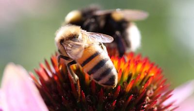 Nature investment project launched in Cornwall