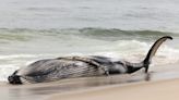 Dead humpback whale discovered on Long Beach Island early Thursday morning