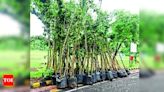 2.38 lakh trees planted on 19 plots in Ahmedabad by AMC | Jodhpur News - Times of India