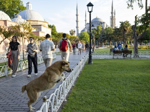 Miles de manifestantes en Estambul contra el proyecto de sacrificar a perros callejeros
