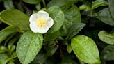 How to Grow and Care for Camellia Sinensis (Tea Plant)