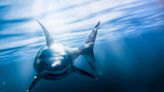 `Aggressive' Shark Behavior Forces Restriction Of Ocean Access | KFI AM 640 | LA Local News