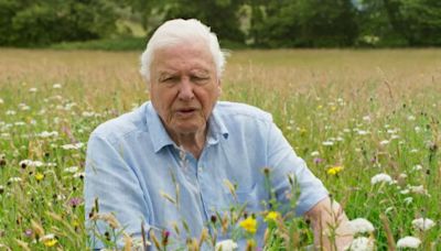 Sir David Attenborough issues urgent 'do not mow' your grass warning