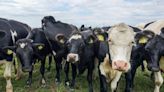World’s first carbon tax on livestock will cost farmers $100 per cow | CNN Business