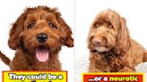 "They're Cute Dogs, But Not For Me": Professionals Who Work With Dogs For A Living Are Sharing The Breeds They Would...