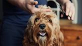 Everything I learned about grooming while running a pet health spa and how you can do it at home