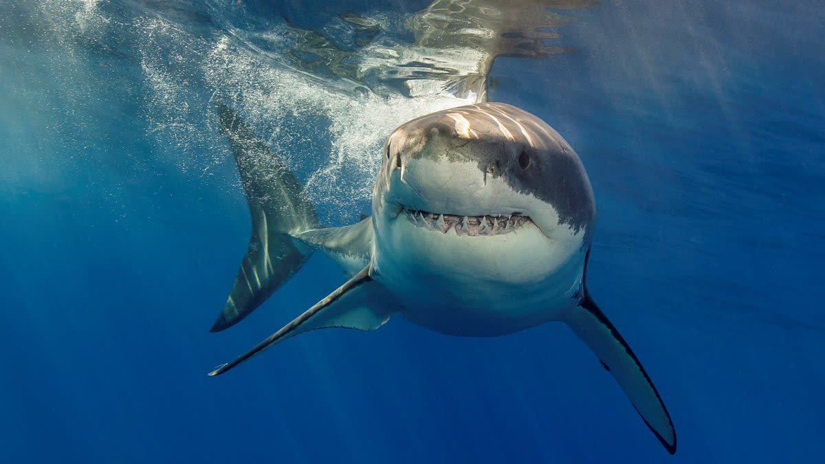 Shark Week is ‘fin'-ished, but a white shark event will surface in Dana Point