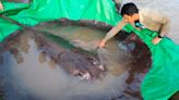 Giant stingray caught in Mekong ‘biggest freshwater fish ever documented’