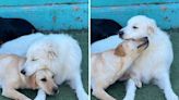 Man told his "dog didn't want to leave daycare"—photos reveal why