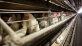 First US bird flu patient shows respiratory symptoms, no signs of human-to-human spread