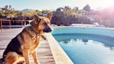 Laughter at dog's dramatic reaction to not being allowed to swim