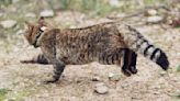 Legendary 'cat-fox' could be a new subspecies