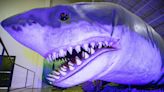 3D modeling of giant megalodon shark reveals clues to the life of the super-predator that ruled the oceans 20 million years ago