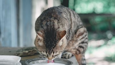 Texas cats die on dairy farm after drinking raw milk contaminated with bird flu, CDC warns