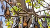 What to know about Nipah virus amid outbreak in India