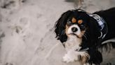 Cavalier King Charles Spaniel's Pitiful Reaction to Leaving the Beach Is Tough to Resist