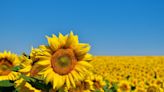 The best PYO sunflower fields less than 2 hours from Watford you can visit