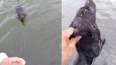 Estaban pescando, una perra nadó desesperada hasta el bote donde estaban y el video sorprendió en las redes