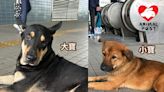 長洲被遺棄兩狗急尋領養 需三日內尋家時間緊迫 - 香港動物報 Hong Kong Animal Post