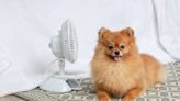 Five ways to keep your pets cool when the weather’s hot