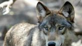 Wildlife advocates push for federal protection of wolves on Capitol Hill