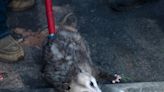 Possum makes cameo appearance during TCU-Texas Tech