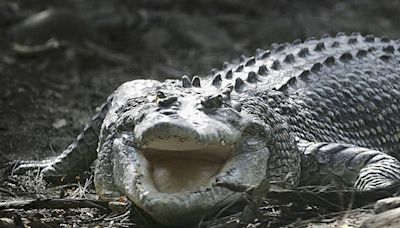 Crocodile that killed girl, 12, swimming in creek in Australia's Northern Territory is shot dead