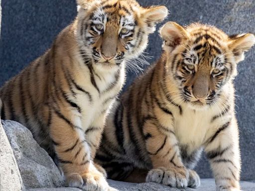 Dos cachorros de una especie de tigre en peligro de extinción dieron su primera y tierna aparición en público