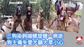 西貢有狗狗感染鉤端螺旋體死亡 狗主痛失愛犬呼籲大眾小心