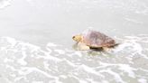 Sea turtle protection on the Suncoast