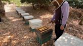 跨縣市放蜂箱…蜂農像游牧民族 天然災害補助紓困認定讓農政單位燒腦