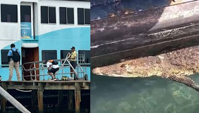 Cocodrilo en playa de Cancún da el susto de su vida a bañistas