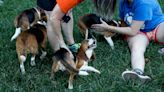 CRO Inotiv agrees to record fine to resolve Virginia animal welfare case that involved 4,000 beagles