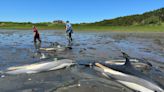 Mass dolphin stranding off Cape Cod officially named the largest in U.S. history