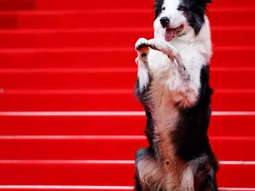 Cannes Film Festival 2024: Messi the dog sweeps red carpet - First star at Cannes Red Carpet