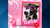 Four-legged Barbie and friends looking for next ‘dream house’ in Central Florida