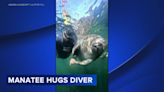 Manatee 'hugs' diver's arm while simming in Florida: VIDEO