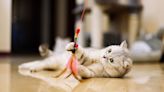 6 fun DIY kitten toys to get the creative juice flowing