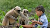 Boy, 10, dies in vicious monkey attack outside temple in western India