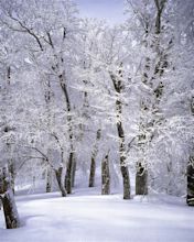 Free Images : landscape, tree, branch, frost, ice, weather, japan ...