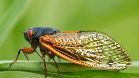 Is your dog eating cicadas? Here's why you should be worried about it