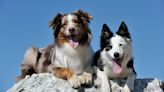 Australian Shepherd vs border collie: Which is the dog for you?