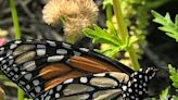 Butterflies in plight: Monarch migration is in Texas. But wait, is this all of them?
