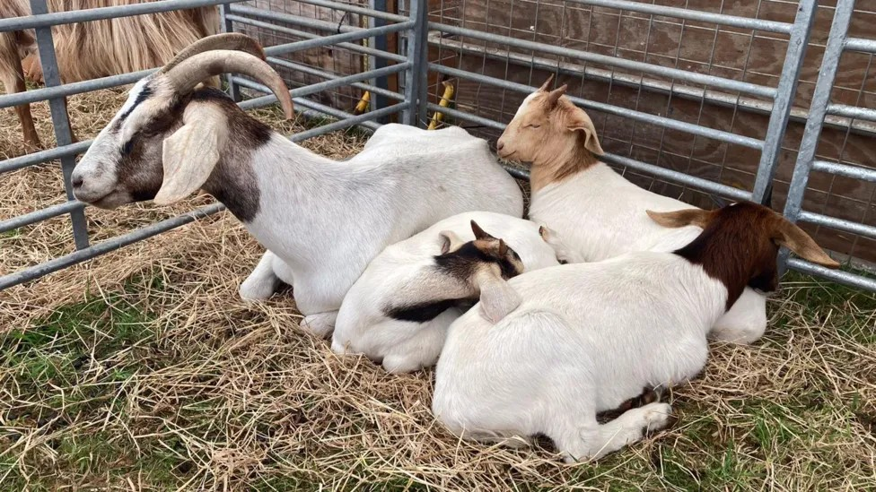 Lawnmower racing and livestock on display at show