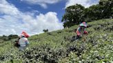 助震災後農村經濟推「農粉幣」 花蓮辦業者說明會